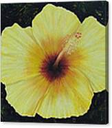 Yellow Hibiscus Canvas Print