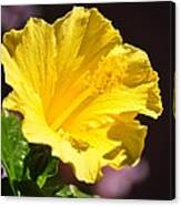 Yellow Hibiscus Open To The Sun Canvas Print