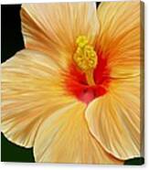 Yellow Hibiscus Canvas Print