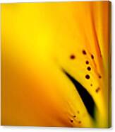 Yellow Infinity. Lily Macro Canvas Print