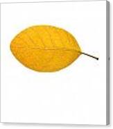 Yellow Leaf Canvas Print