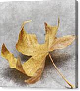 Yellow Maple Leaf Canvas Print