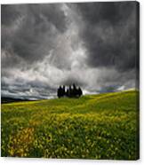 Yellow Meadow Canvas Print