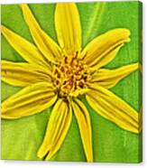 Yellow Mountain Bloom Canvas Print
