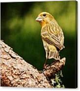 Yellow-phased House Finch Canvas Print