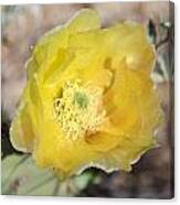 Yellow Prickly Pear Canvas Print