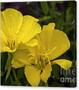 Yellow Primrose Canvas Print