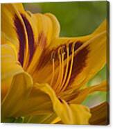 Yellow Rising Canvas Print