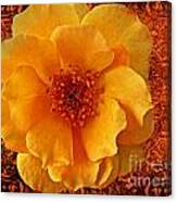 Yellow Rose 7 Canvas Print