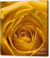 Yellow Rose Canvas Print