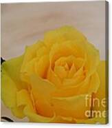Yellow Rose Beauty Canvas Print