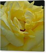 Yellow Rose Frills Canvas Print