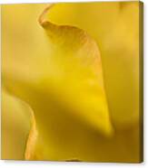 Yellow Rose Petal Abstract Canvas Print