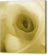 Yellow Rose Canvas Print