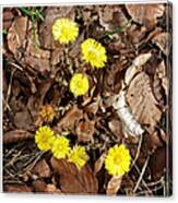 Yellow Spring Flowers And Old Brown Leaves Canvas Print