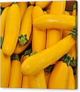 Yellow Summer Squash Canvas Print