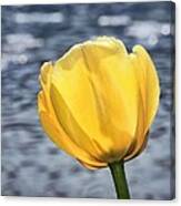 Yellow Tulip Shimmering Water Canvas Print