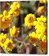 Yellow Wild Flowers Canvas Print