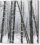 Yellowstone Bobby Sox Trees Canvas Print