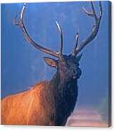 Yellowstone Bull Elk Canvas Print