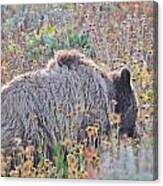 Yellowstone Grizzly Bear Canvas Print