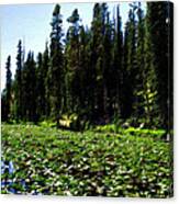 Yellowstone Lily Pads Canvas Print