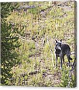 Yellowstone Wolf Canvas Print