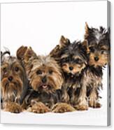 Yorkshire Terriers Canvas Print