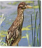 Young Heron Canvas Print