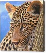 Young Leopard Canvas Print