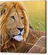 Young Lion Canvas Print