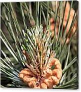 Young Pine Cone Canvas Print