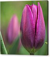 Young Purple Tulips Canvas Print