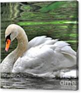 Young Swan Canvas Print