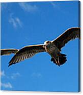 Young Wings Canvas Print