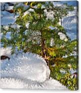 Young Winter Pine Canvas Print