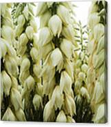 Yucca Forest Canvas Print