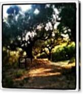 #zante #zakynthos #greece #olive #trees Canvas Print