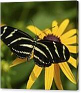 Zebra Butterfly Canvas Print