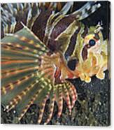 Zebra Lionfish Lembeh Straits Canvas Print