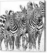 Zebra Quintet Canvas Print