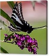 Zebra Swallowtail Butterfly Canvas Print