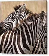 Zebras Friendship Canvas Print