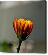 Zinnia Bud Canvas Print