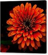 Zinnia Pop Canvas Print