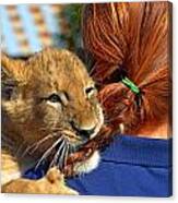 Zootography3 Zion The Lion Cub Likes Redheads Canvas Print