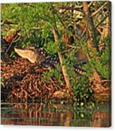 Alligator On Nest Canvas Print