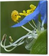 Close View Of Slender Dayflower Flower With Dew Canvas Print