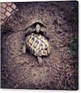 😂 Gay Tortoises Fighting In The Mud Canvas Print