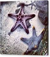 🌟 Starfishes 😁 Canvas Print